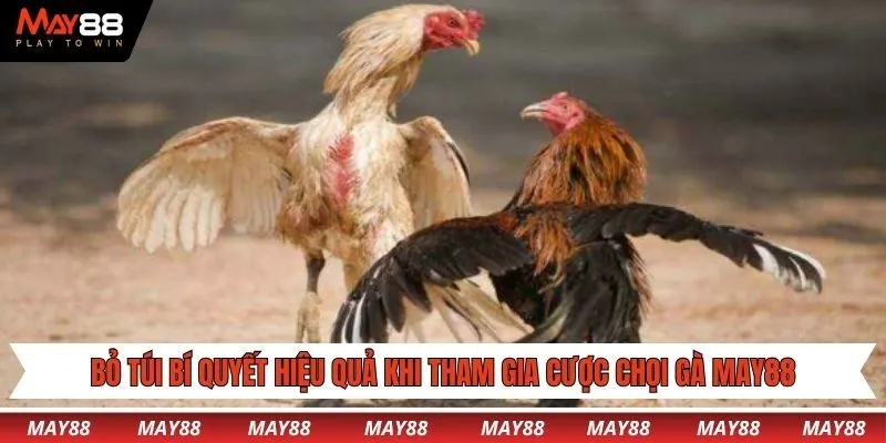 Bỏ túi các bí quyết hiệu quả khi tham gia cược chọi gà May88