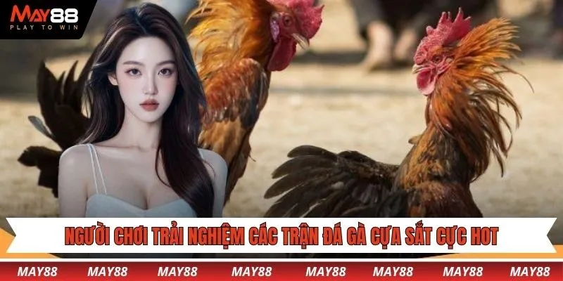 Người chơi có thể trải nghiệm các trận đá gà cựa sắt cực hot