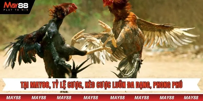 Tại May88, tỷ lệ cược, kèo cược luôn đa dạng, phong phú