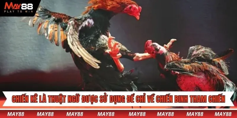 Chiến kê là thuật ngữ được sử dụng để chỉ về chiến binh tham chiến