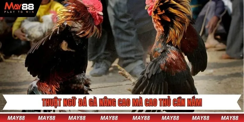 Thuật ngữ đá gà nâng cao mà cao thủ cần nắm