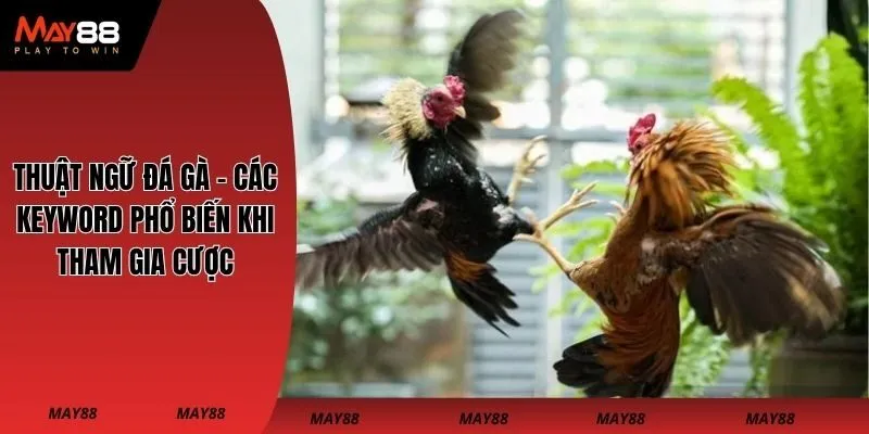 thuật ngữ đá gà